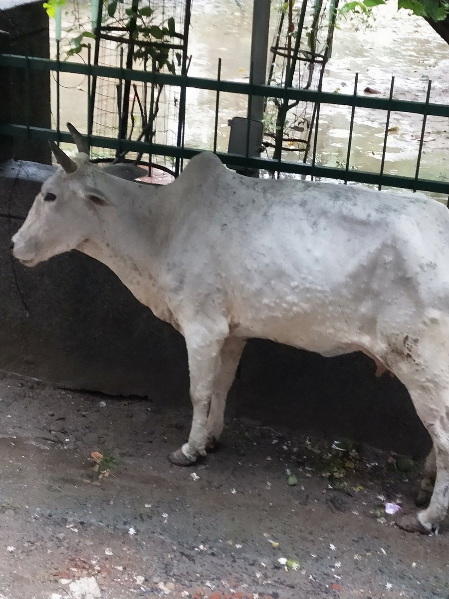 Prannath tweet media