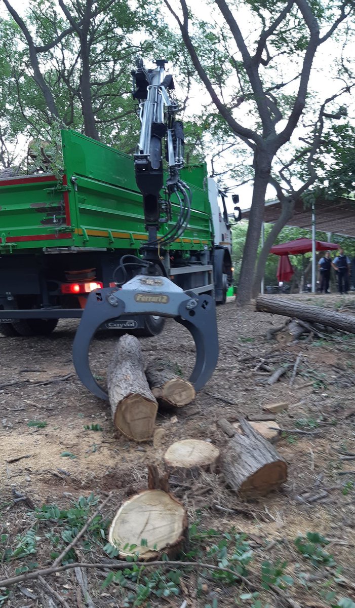 Com ajuda la tala d'arbres a Montjuic ahir al pla de la ciutat per crear una ciutat més verda? Quin va ser el motiu <a href="/BCN_Ecologia/">BCN_Ecologia</a>? Gràcies
