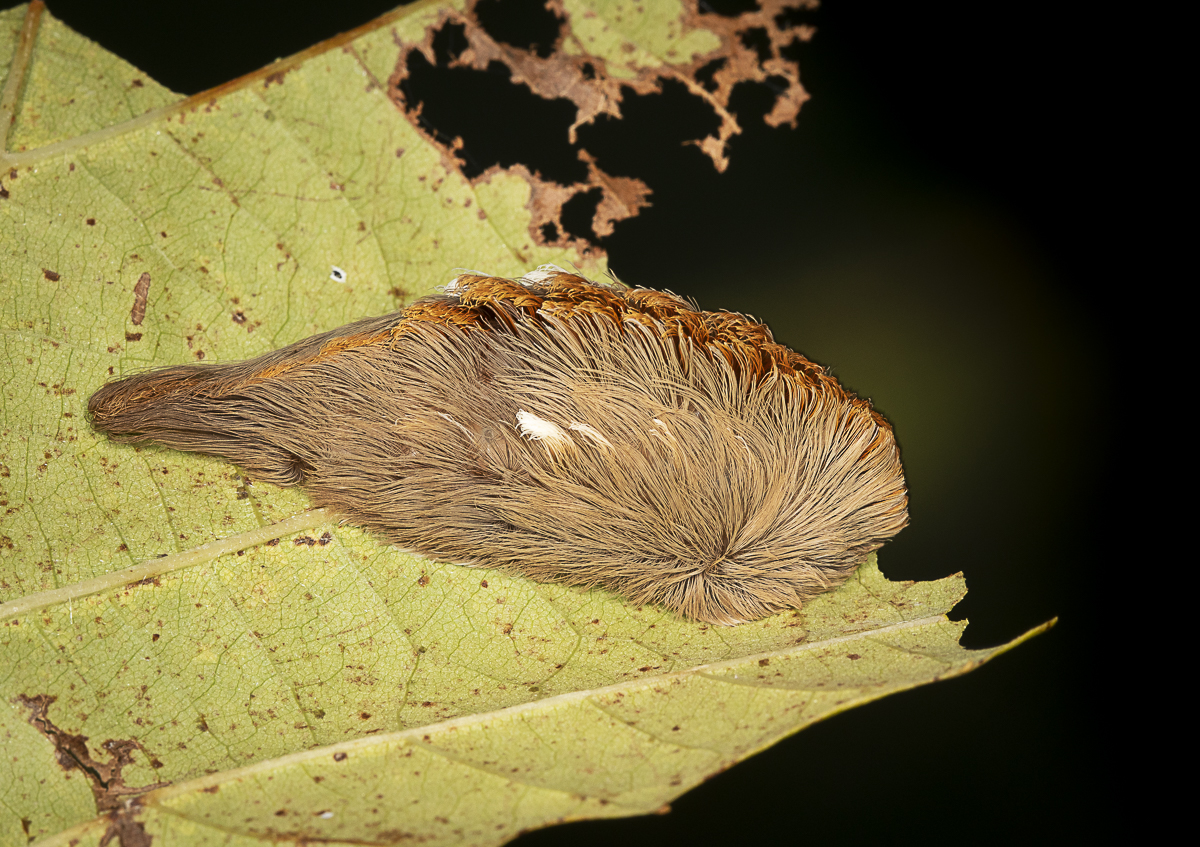 One to definitely not touch, the Puss Moth Caterpillar. Tufts of stinging spines under the "hairs" pack a powerful punch that can cause severe pain.