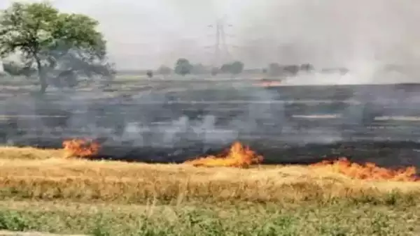 timesofindia's tweet photo. Farm fires: Delhi neighbours, ICAR spent just 50% of central funds https://t.co/bvbeqp8jC9 https://t.co/j19N0SHjrL