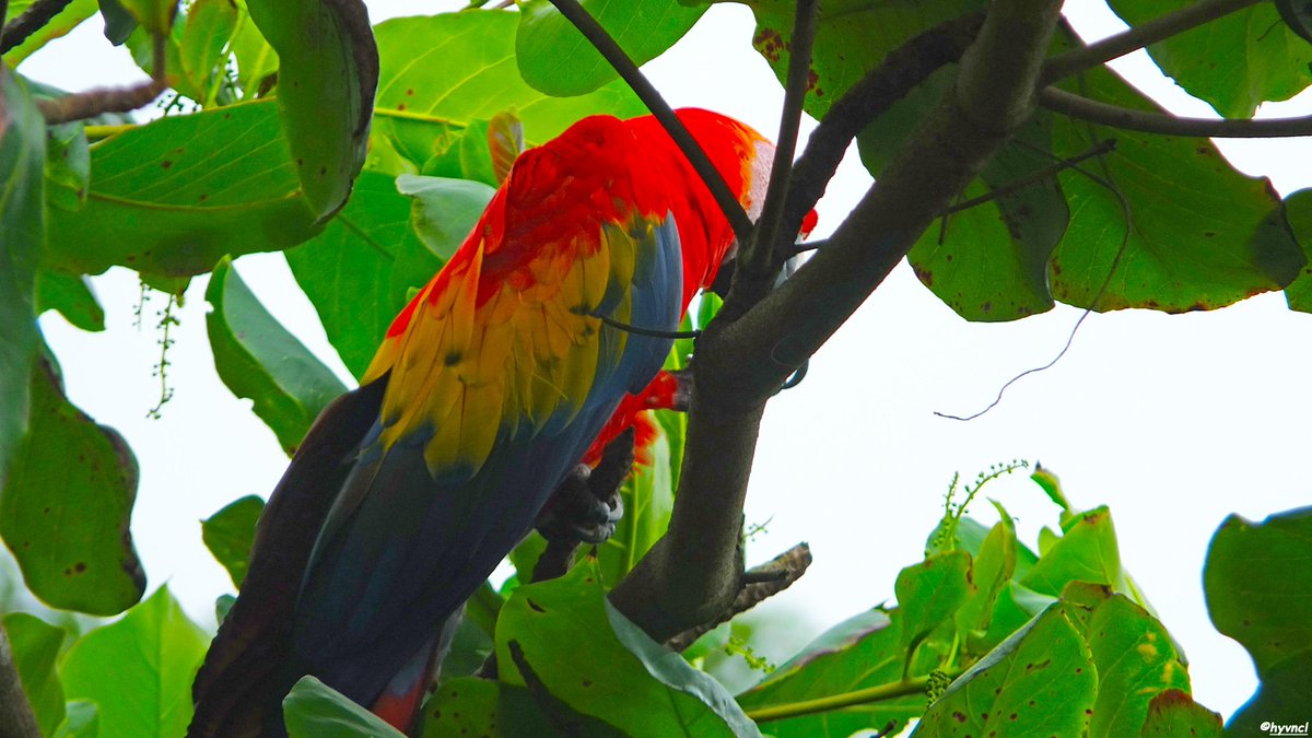 OzgunSozuer's tweet photo. Scarlet Macaw - Ara mcao - KIRMIZI ARA
https://t.co/7rxlxUa2Ly
#scarletmacaw #aramacao #tiskitajunglelodge #costarica #reintroduction #playapuntabanco #avesdecostarica #pajareo #hayvanmanzaraları #neotropicalbirds #proyectoara #thearaproject #birdscapes #16x9_birds https://t.co/RBtVVGdNPF