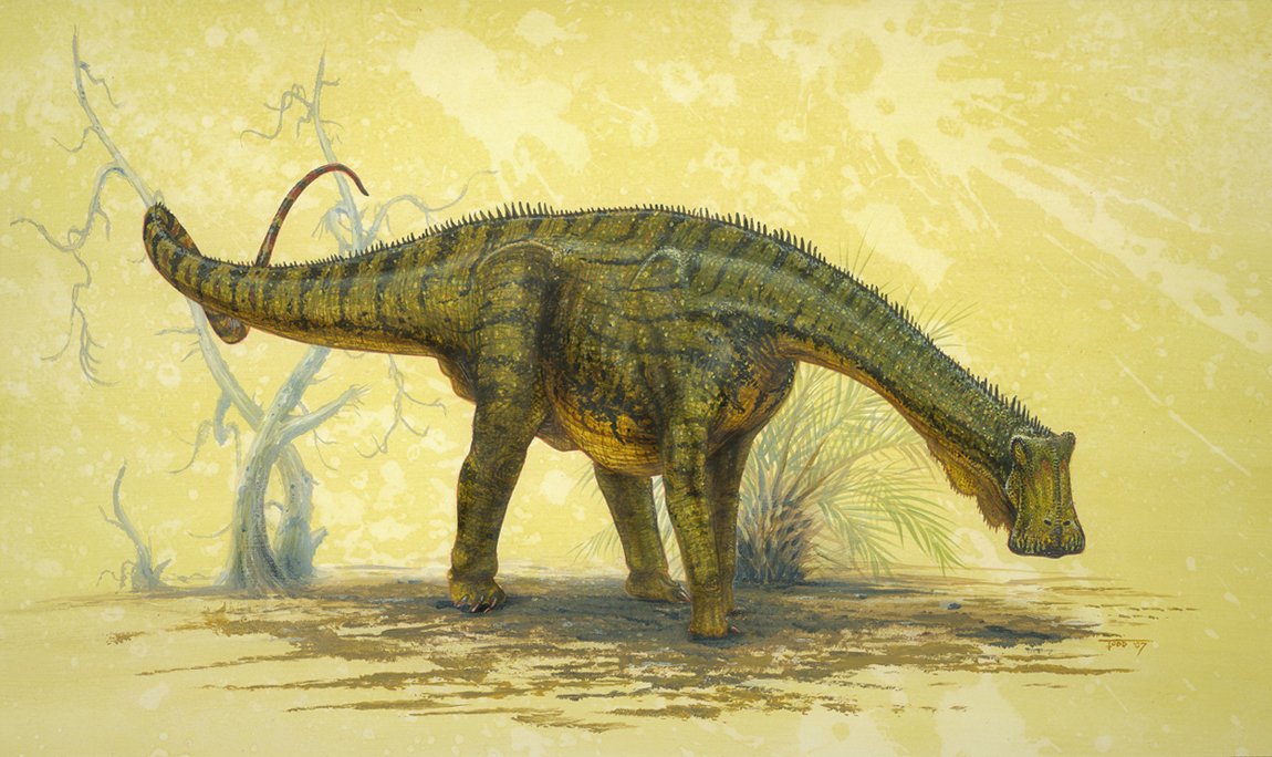Extinct_AnimaIs's tweet photo. Nigersaurus had a jaw that was wider than the rest of its skull &amp; had hundreds of teeth in 50 columns &amp; multiple rows. https://t.co/q83JP4EXoo