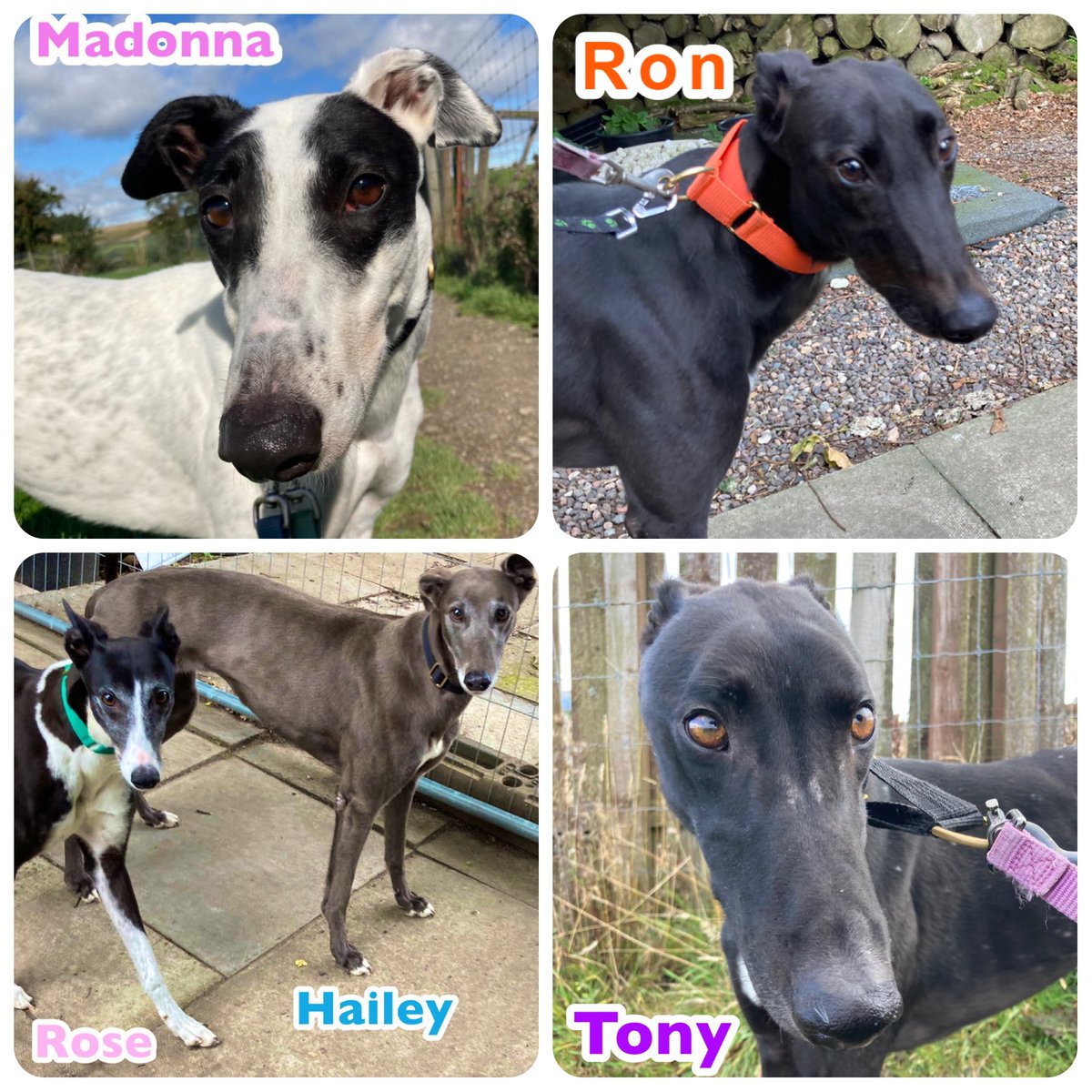 Meet some gorgeous #Greyhounds looking for a loving home. We are open today (daily)10-3pm &amp; just 10 mins drive from #QueensferryCrossing🏴󠁧󠁢󠁳󠁣󠁴󠁿Please phone Celia :07826 244765 to
make an app b4  visiting. Also check ➡️greyhoundrescuefife.com for more info #GreyhoundsMakeGreatPets 🐶