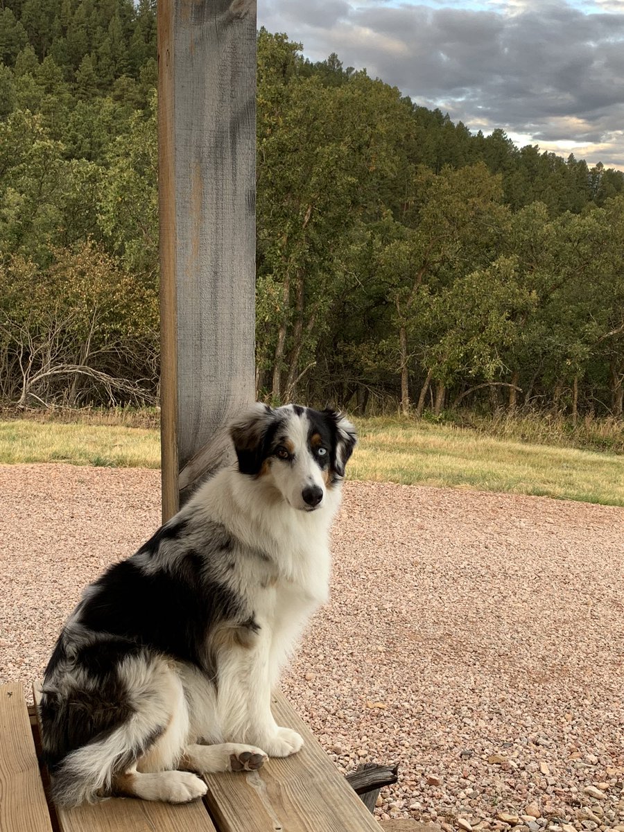 iron67mike's tweet photo. Watching the sunrise came over the BearLodge Mountains and start to hit Devils Tower with my lil ranch buddy. Morning favorite with a coffee. #firstnationalmonument #devilstower #thatsWY #coffee @blckriflecoffee https://t.co/loiz9a8lsp