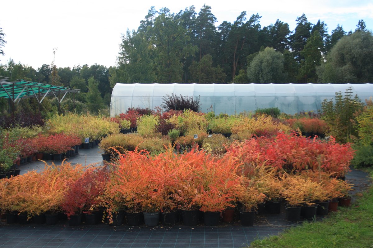 Dimzas's tweet image. Lai krāsaina nedēļas nogale un gaidām ciemos!