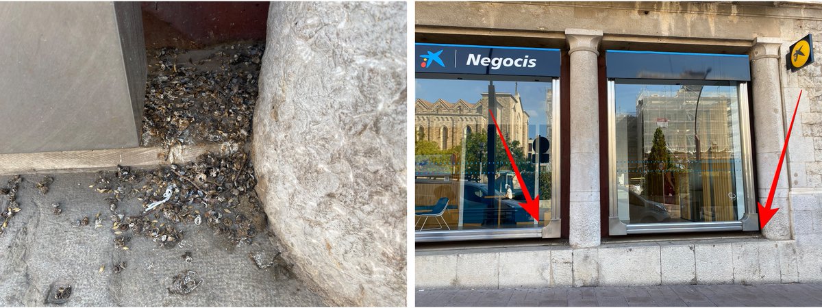 bestia_Miquela's tweet image. No mantenir ni la dignitat en la neteja no hauria de ser propi d&apos;una entitat com @caixabank_cat @CABK_Respon. #Sabadell, plaça Sant Roc/plaçaPedregar. #Lamerdaensinunda #Infectatsdecolomassa #Porcsambcamisaicorbata #indiferència