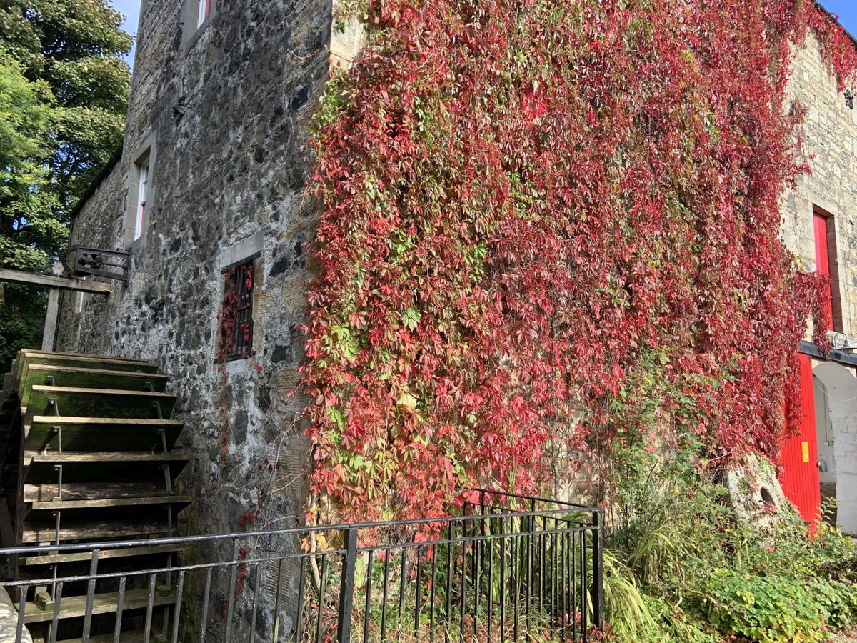 DalgarvenMill's tweet photo. Virginia Creeper or Russian vine?  What do you think?

Either way it is stunning at the moment!

#Ayrshire #TheCoig #Supportlocal #visitayrshire #costumemuseum #homebaking #tearoom #coffeeshop #costumes #cycliststop #museums #russianvine #virginiacreeper https://t.co/Jti3Ur29ME