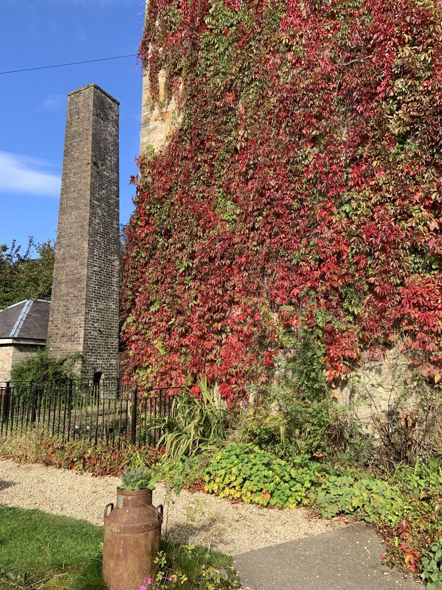 DalgarvenMill's tweet photo. Virginia Creeper or Russian vine?  What do you think?

Either way it is stunning at the moment!

#Ayrshire #TheCoig #Supportlocal #visitayrshire #costumemuseum #homebaking #tearoom #coffeeshop #costumes #cycliststop #museums #russianvine #virginiacreeper https://t.co/Jti3Ur29ME