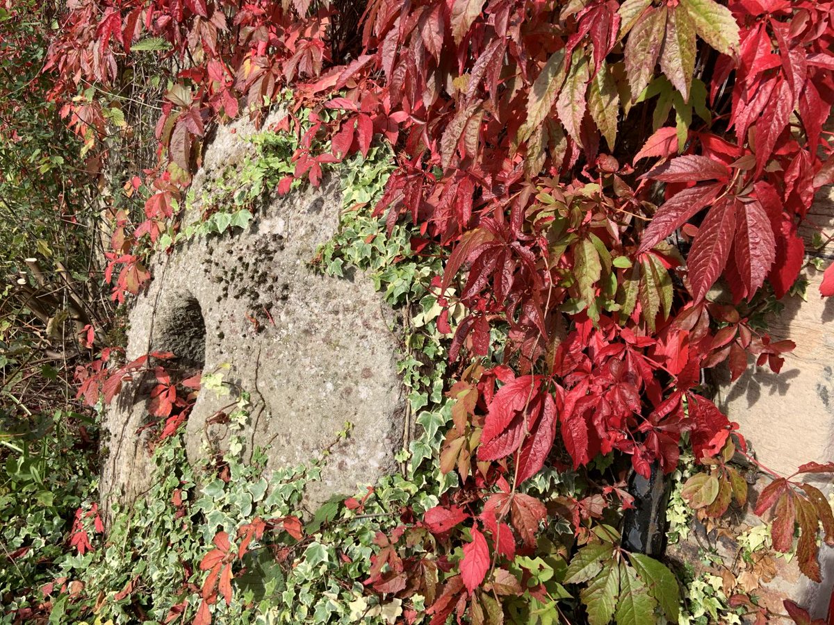 DalgarvenMill's tweet photo. Virginia Creeper or Russian vine?  What do you think?

Either way it is stunning at the moment!

#Ayrshire #TheCoig #Supportlocal #visitayrshire #costumemuseum #homebaking #tearoom #coffeeshop #costumes #cycliststop #museums #russianvine #virginiacreeper https://t.co/Jti3Ur29ME