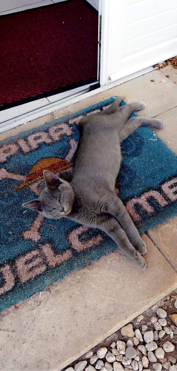 yoru_acnh's tweet photo. ⚠️ RT S'IL VOUS PLAÎT ⚠️

Athena a disparu depuis une semaine, c'est un chaton de moins d'un an grise avec quelques rayures

Elle a disparu vers Châteaubernard/Cognac en Charente (16) 

Si vous la voyez contactez moi par DM et essayez de la mettre en sécurité si possible 🙏🏻 ❤️ https://t.co/RVR2RBVW0i