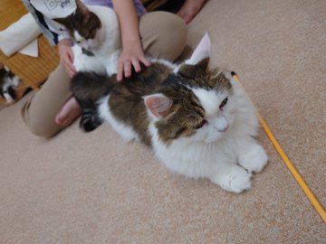 猫カフェ Nyanchi