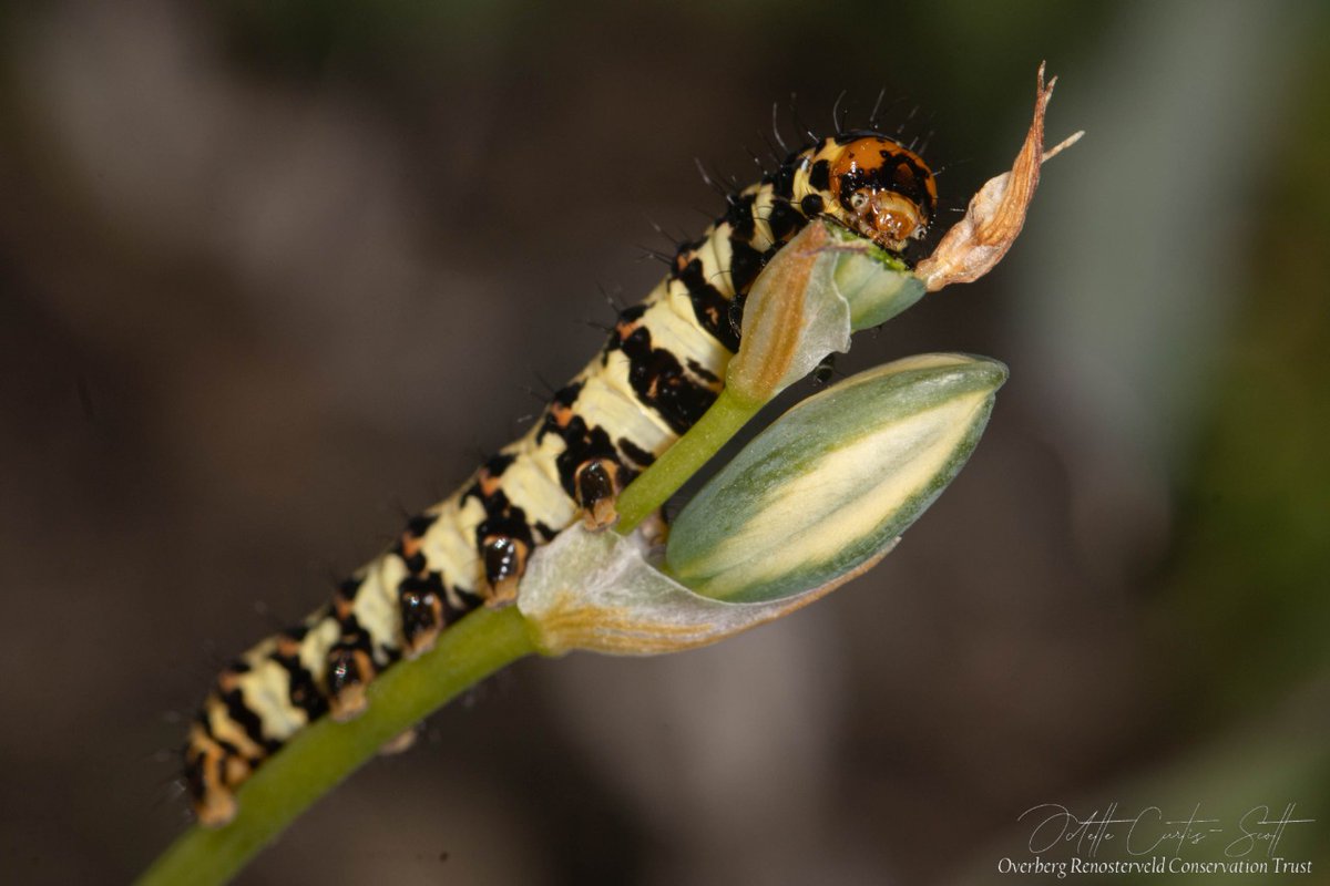 Renosterveld's tweet photo. This #FloralFriday we’re not only appreciating the blooming beauties of #Renosterveld, but also the keen eye of the #ORCT’s own Dr Odette Curtis-Scott! She even managed to snap some friendly little critters who call Renosterveld home. #Spider #Caterpillar #Flowers #Photography https://t.co/axYTrxVR0U