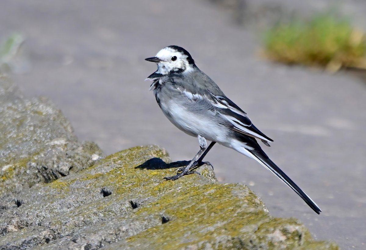 Pied Wagtail at the Huntspill seawall in Somerset. 😊🐦