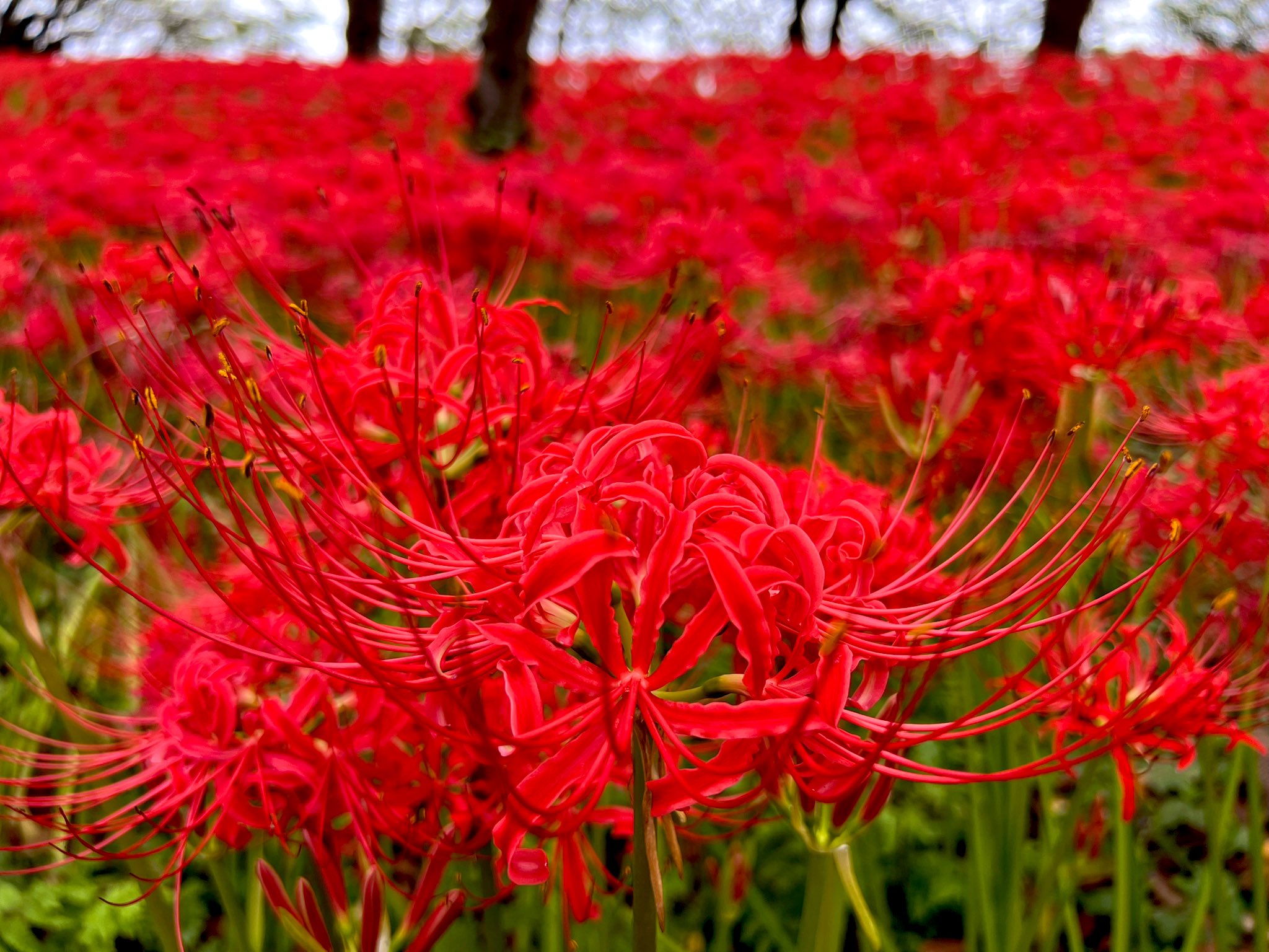 吞嚼怪 Codehardgainle1 Twitter