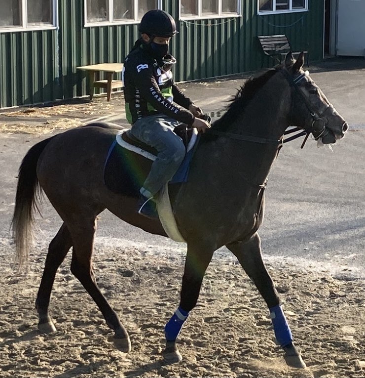 livipitch22's tweet photo. Good luck to our gray 🚀 Zyramid & the “Lord of the Lawn” @VCarrasco28 today @PimlicoRC ! Safe trip to all and Enjoy the ride! @ThePewterStable @SpedaleRacing @PTHA17 #cityzip #rocket https://t.co/nlR2ExaSEB