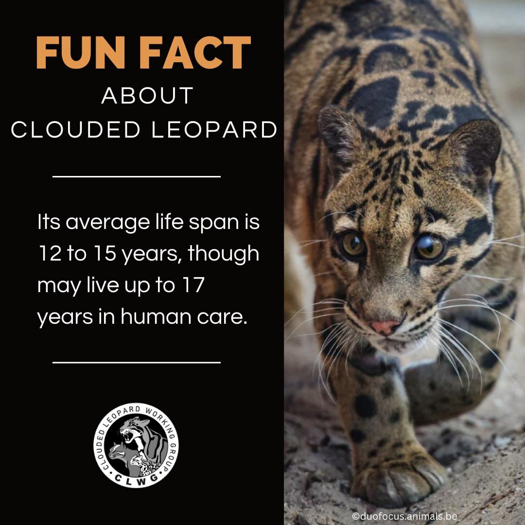 CloudLeopardWG's tweet photo. #FunFactFriday
Did You Know?
The clouded Leopard's average lifespan is 12 to 15 years, though may live up to 17 years in human care.
#CloudedLeopard #SmallCat #SmallCats #FunFact #FridayFelidae #CloudedLeopard #MarbledCat #AsiaticGoldenCat #SmallCatsofInstagram https://t.co/vAS5t7QeUF