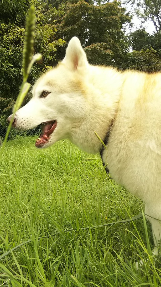 犬のしつけ教室ゆめが丘 横浜市泉区犬のしつけ教室ゆめが丘ドッグラン