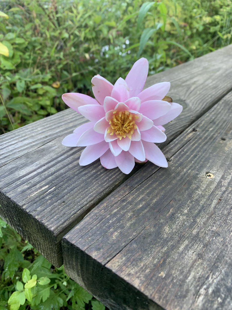 The CHS AHS spent Wednesday at #CampHerrlich team building and bonding! It was a great day for everyone! #CarmelConnections <a href="/TomFeliciottoJr/">Tom Feliciotto</a> <a href="/Carmelschools/">Carmel Central School District</a>