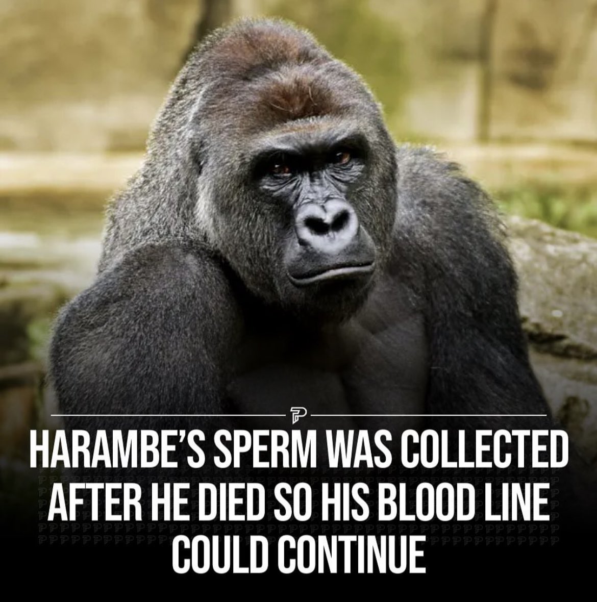 Harry Holles tweet media