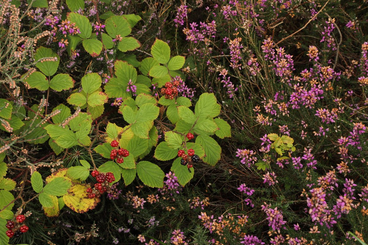 On the equinox today summer officially gives way to autumn. I took this photo here at the Findhorn Hinterland yesterday - it seems to symbolise that transition, with the last flowers of heather from summer being alongside the ripening blackberries &amp; leaf colour change of autumn.