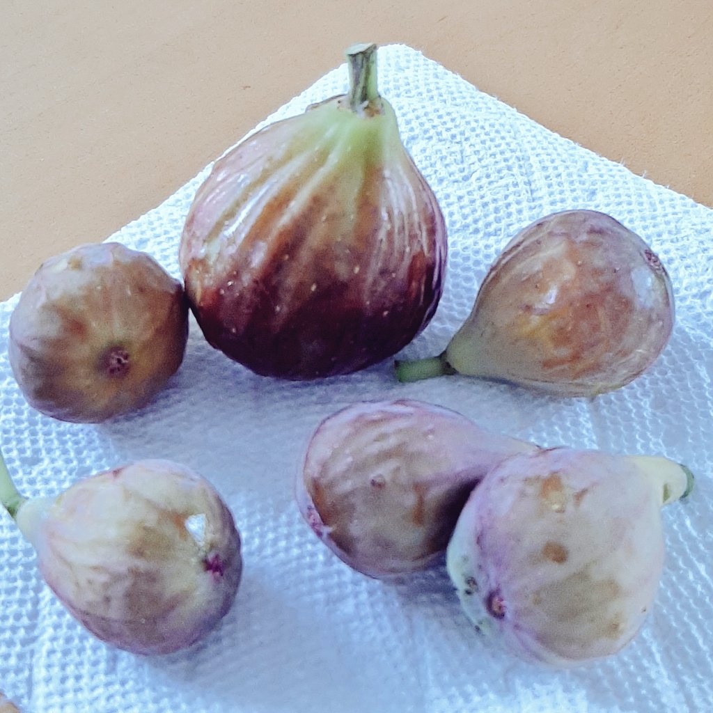 freschi4fun's tweet photo. Our fig tree is popping! #freshfigs #myfavorite https://t.co/ggyO0Bwz6R