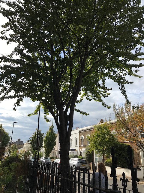 GillespieSchool's tweet photo. Eco-Committee are carrying out an environmental review. They found safe and dry places where bikes and scooters can be stored and noted the vegetation bordering the school preventing air pollution 🌲🌳🚲🛴#beinggreen https://t.co/h3bII01XkJ