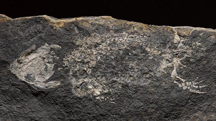 How did life transition from the sea to the land?
Scotland's fossils may hold the key!

Join us on online on Tuesday 27th as Dr Stig Walsh tells of a "Very Scottish First Footing" and the first steps on land.

Book here ➡️ scottishgeologytrust.org/event/online-t…

#FossilFriday #ScotGeolFest