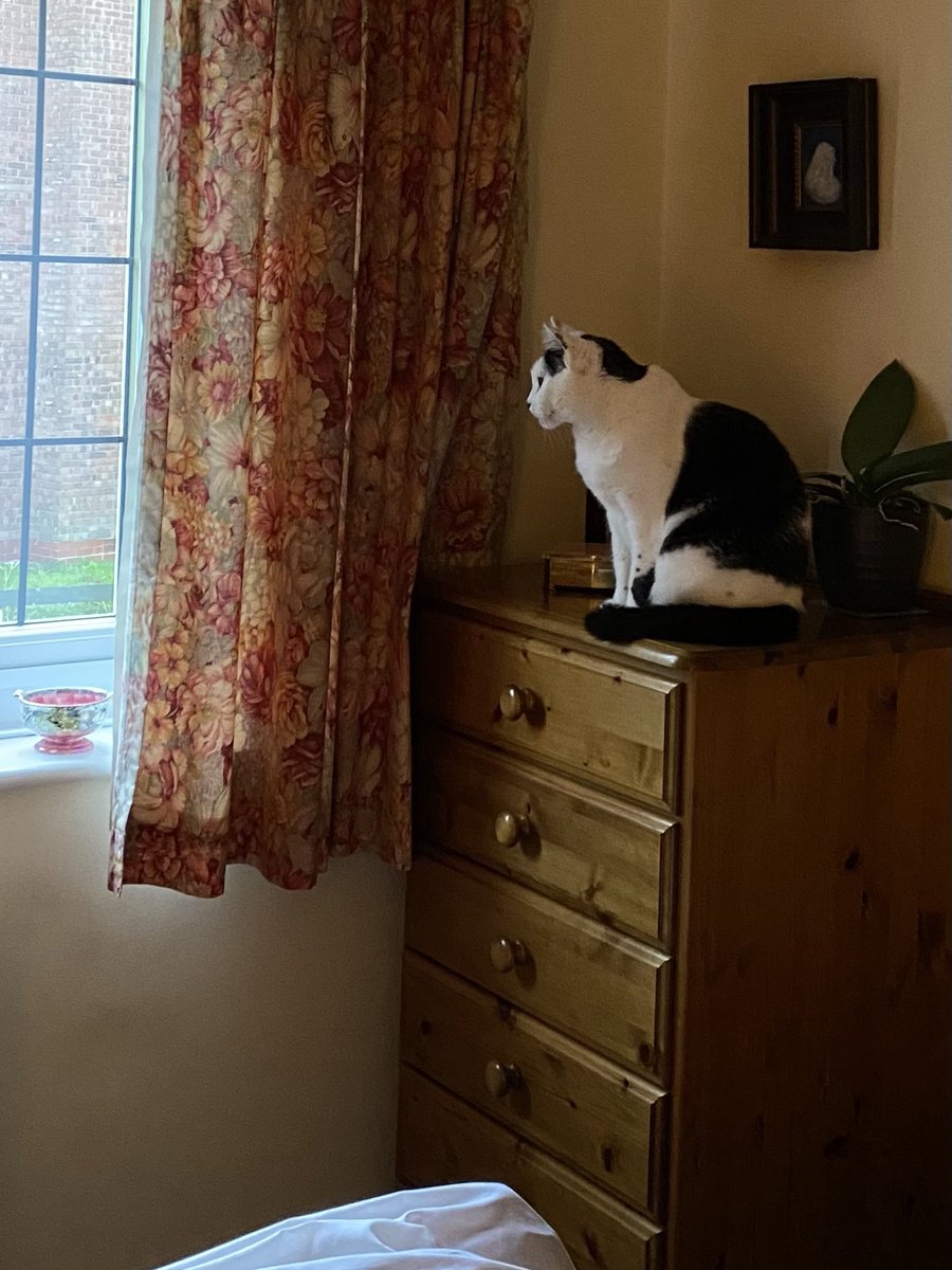 Pauline06257671's tweet photo. Please don’t expect an answer from Nives anytime soon - #Streamwatch and #Hedgewatch are keeping her busy today. It’s all kicking off over the road.
Squirrels 0 - Magpies 3. #CatsOnTwitter #fridaymorning @Elizabe29713381 https://t.co/vDjUdFzGV8