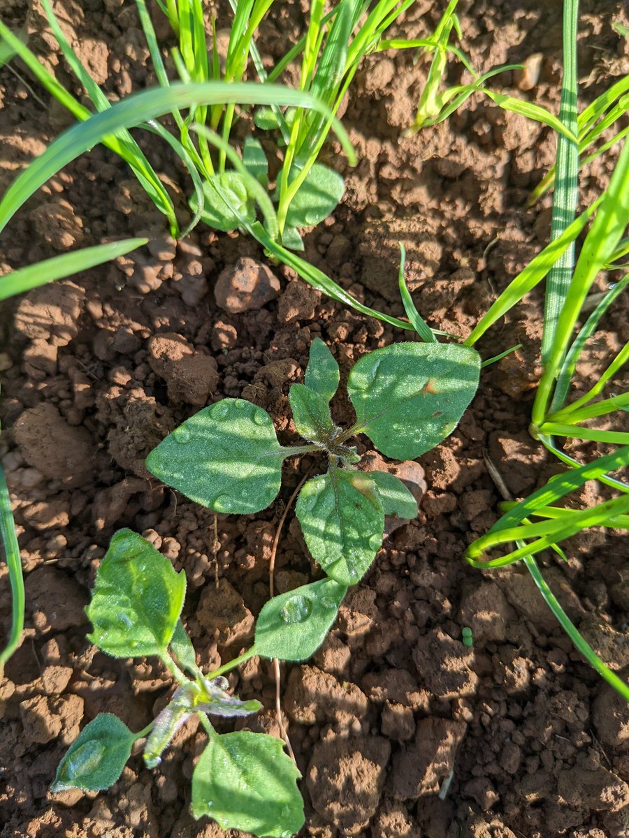 EMMccaver's tweet photo. Many thanks to @TheAdPlain for signing me up for the @BASISRegLtd foundation course 👏

During my training last week, I was brushing up on my basic weed identification 🌱🔍

Plus a thank you to @GarethBubb &amp; @Bayer4CropsUK for my awesome weed book!! ☺️ https://t.co/CKKdzxqATL