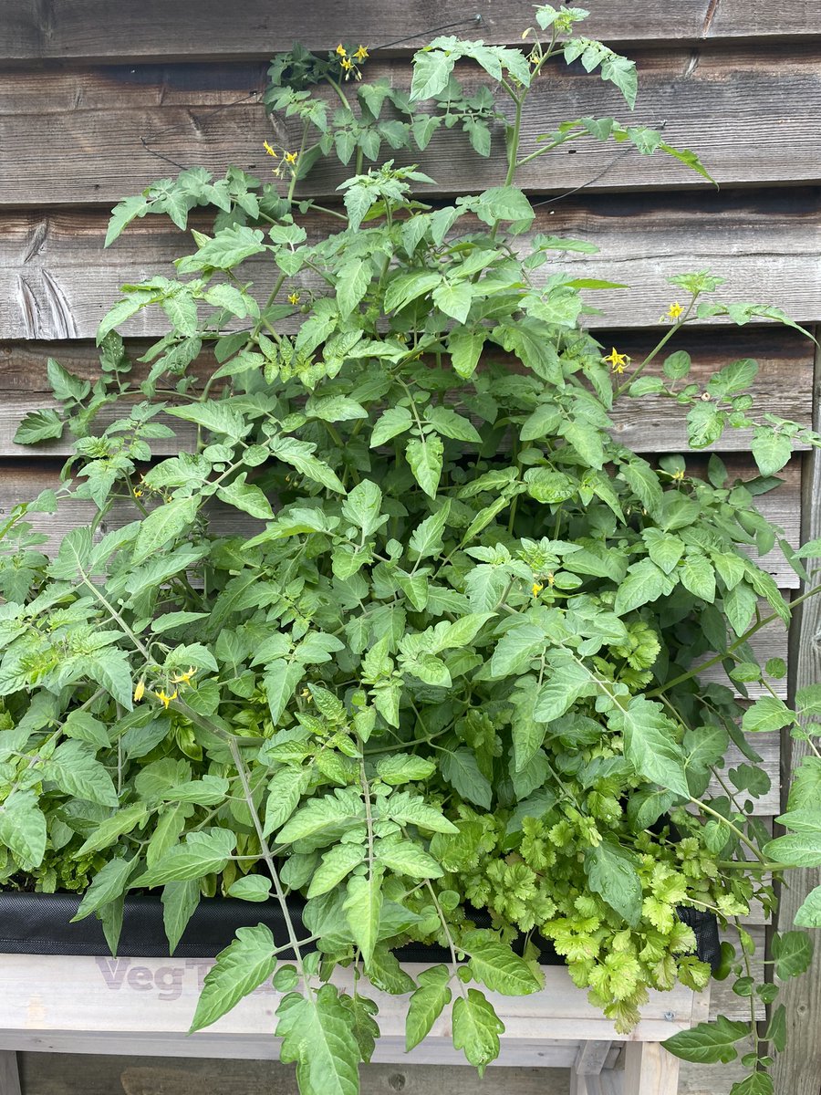 Autumn may be here, but Mother Nature is still giving plenty 🌼🍁🌽🌶🍅🍅🍅💚