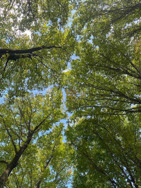 FortTryonParkTrust tweet media