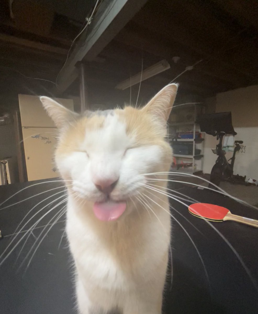 fatfatmillycat tweet media