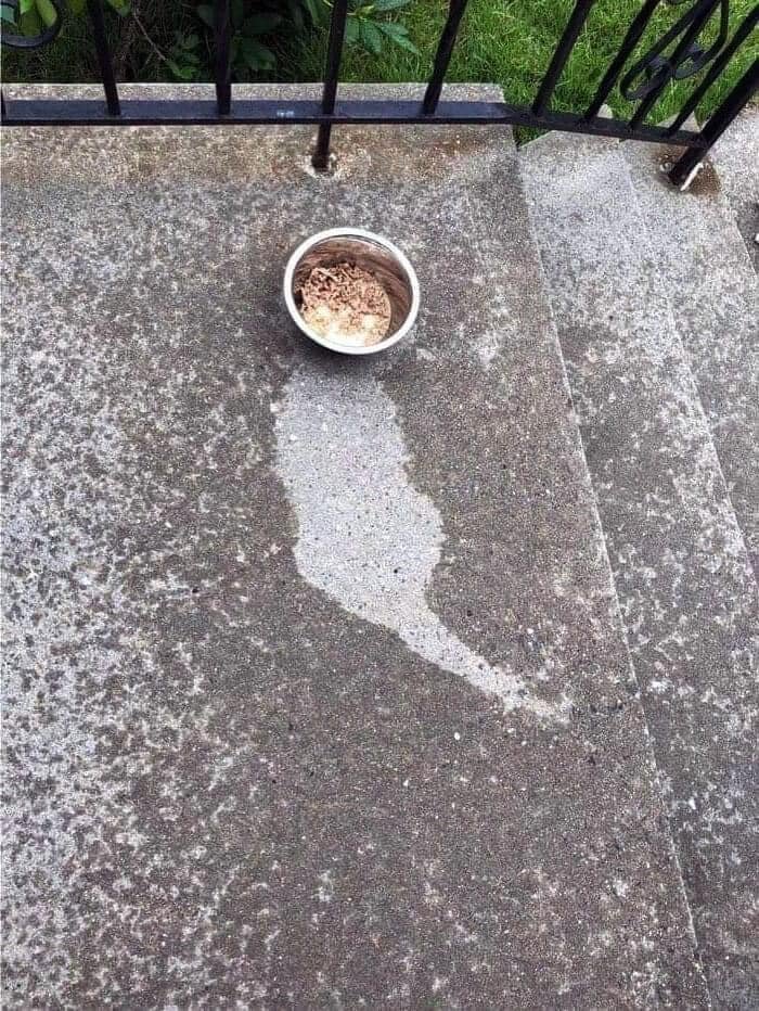 There is no cat in this image (@thereisnocat_) on Twitter photo 