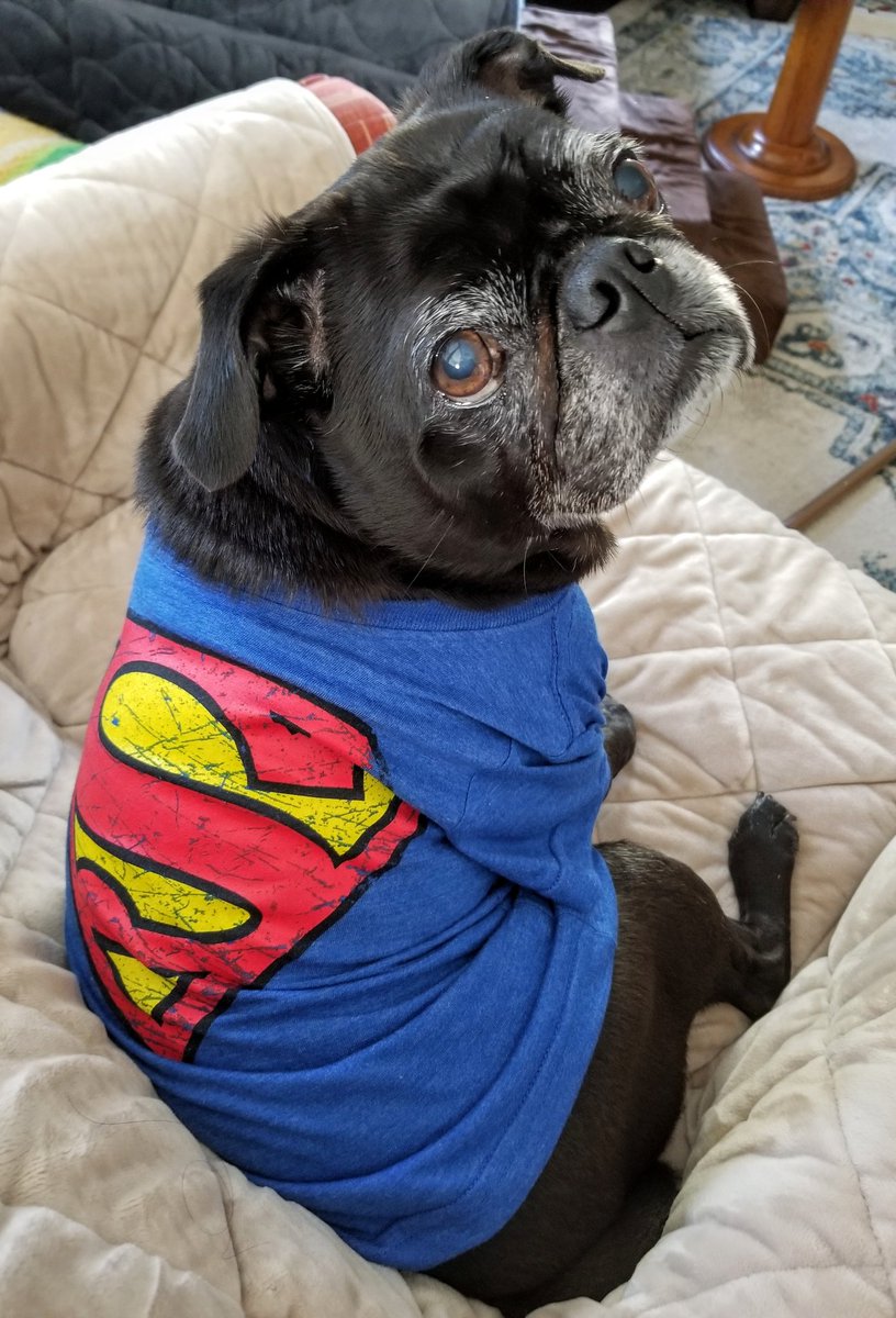 Friends,  I'm having another mast cell tumor removed today.  Any positive thoughts or prayers would be appreciated. Mom worries so much. Thank you 💖👊 #pug #puglife #pugs #pugsoftwitter #dogsoftwitter #tripawd