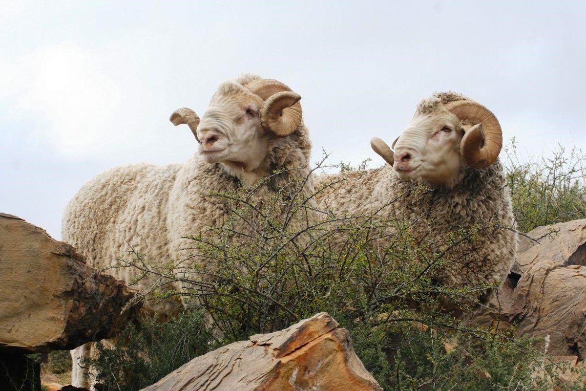 Veeplaas1's tweet photo. In hierdie voorlaaste aflewering van ons reeks oor #RamBestuur en #WinsGewendheid, kyk ons na goeie #BestuursPraktyke wat betaal by die aankoop van nuwe #Ramme.
Lees meer hier: https://t.co/xWZLkz0zhk
#SkaapBoerdery #SkaapBedryf #Landbou https://t.co/FOcww5BD95