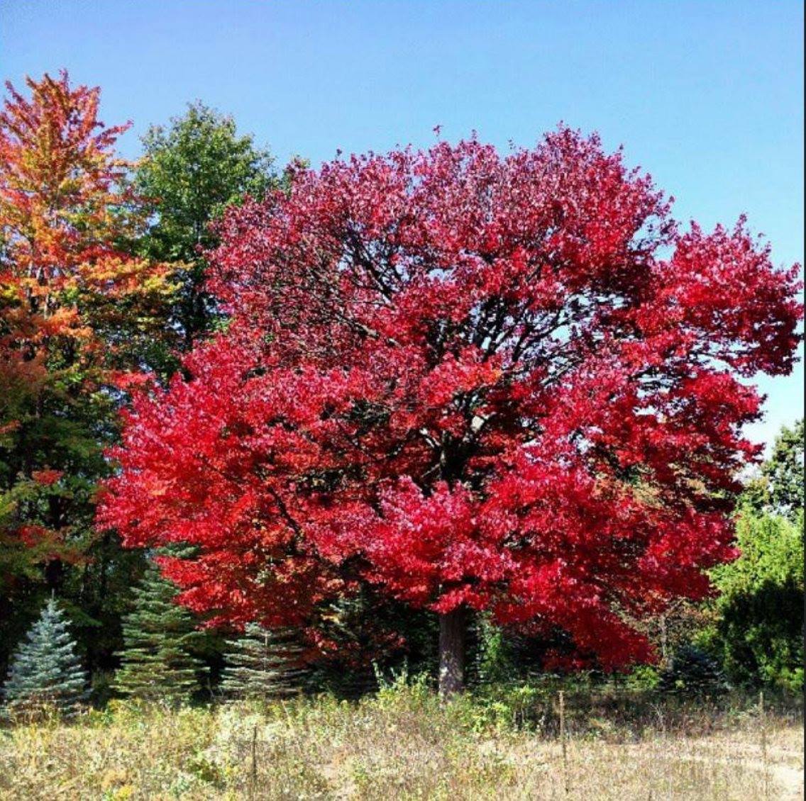 Pinconning_MI's tweet photo. Visitor photo! Fall in Pinconning, MI. https://t.co/VFTSPvnn1g

#pinconningmi #fallfilter https://t.co/GYFaK34xN2