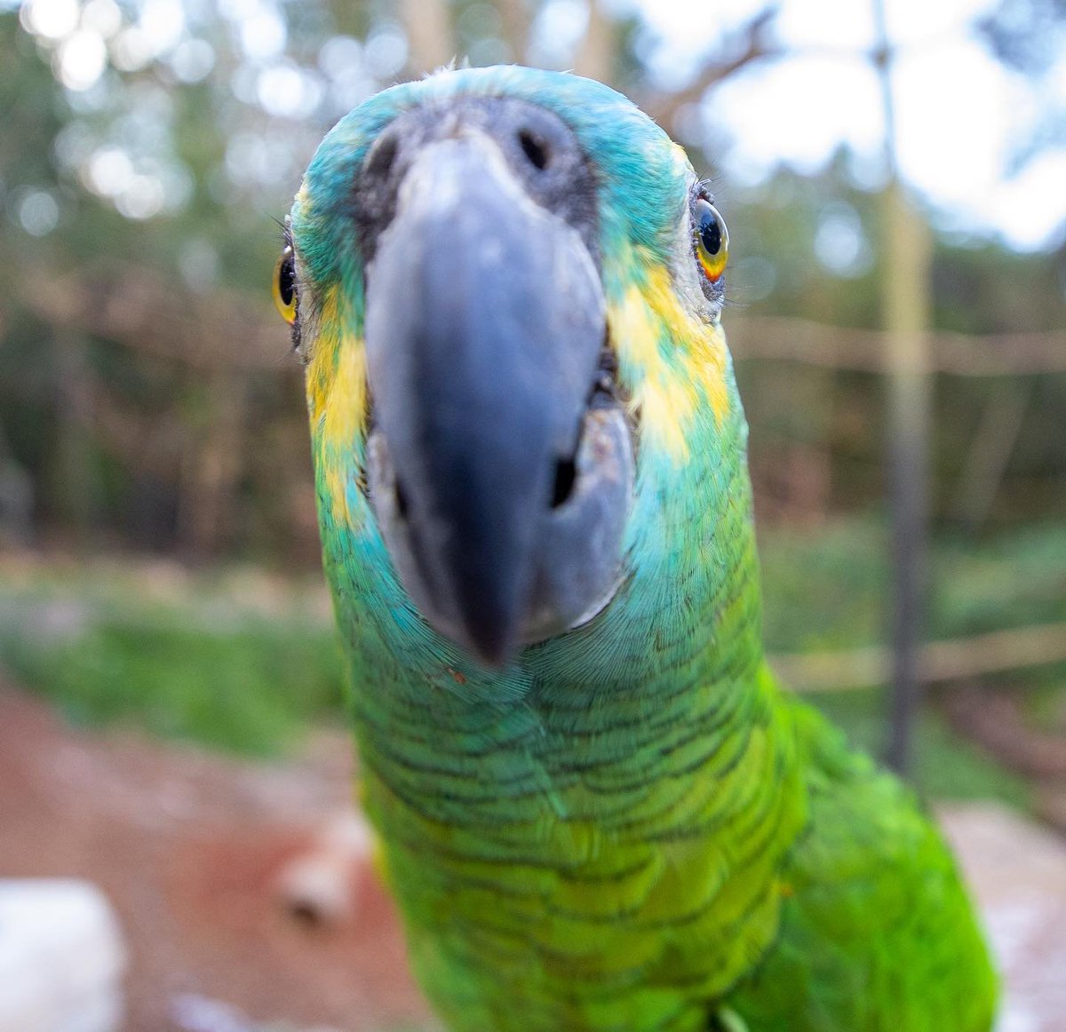 100fronteiras's tweet photo. Bom diaaaa, Foz do Iguaçu!
.
Foto: Turismo Itaipu https://t.co/Oisja4AcDi