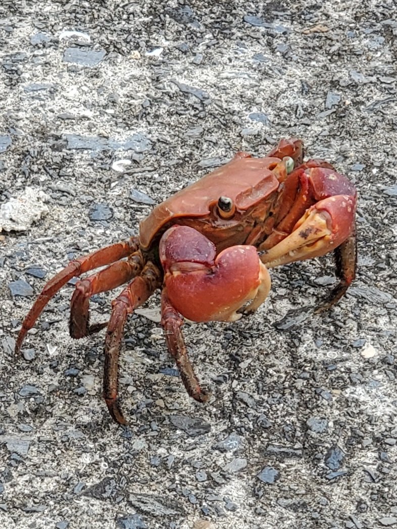 今日はカニとカマキリがいた 