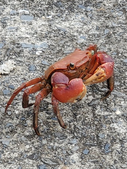 今日はカニとカマキリがいた 