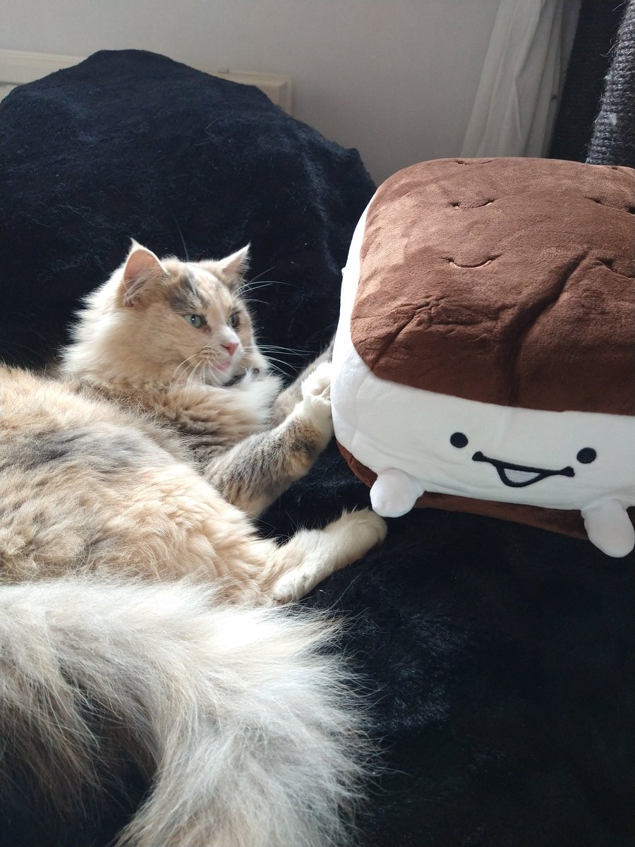 _CerealBox_'s tweet photo. Got my @ICSandwichGuy merch today! Hoodie very comfy. and plushie very punchable and cuddable. Cat agrees. 10/10 https://t.co/kISNulNaN5