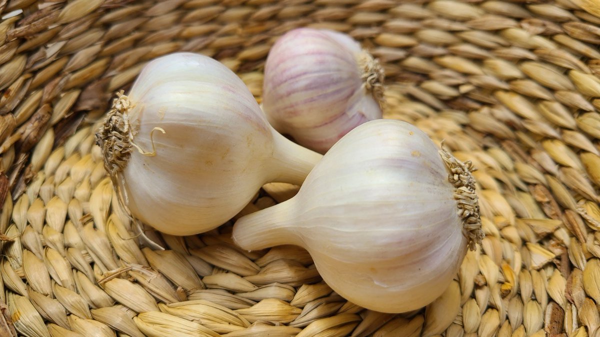 pfenningsfarm's tweet photo. Today marks the beginning of #OntarioGarlicWeek!

An aromatic crop that is a must-have in so many recipes! 🧄

Keep an eye on @torontogarlic &amp; @ONGarlicweek  pages to celebrate this universally popular vegetable! 

#OntarioGarlicWeek2022 #CelebrateGarlic https://t.co/o27Aw36tMT