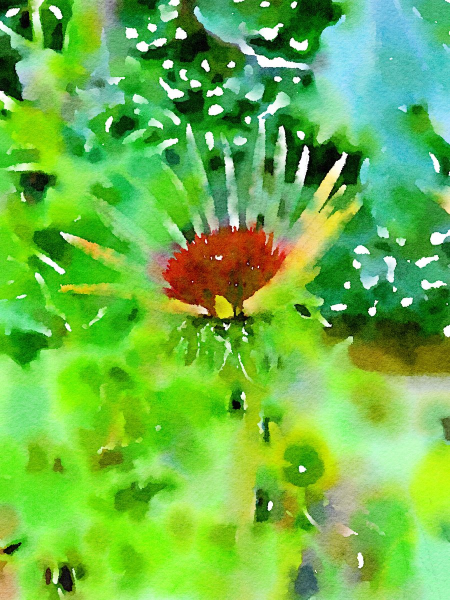 No idea what the plant is but watercolour on VERY wet watercolour paper. 
artworkonline.co.uk
#art #myart #watercolor #watercolour #watercolors #watercolours