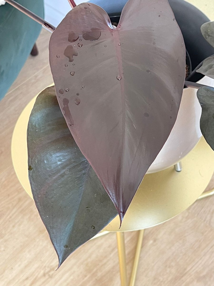 Just sold this beauty #philodedron #ukhouseplants