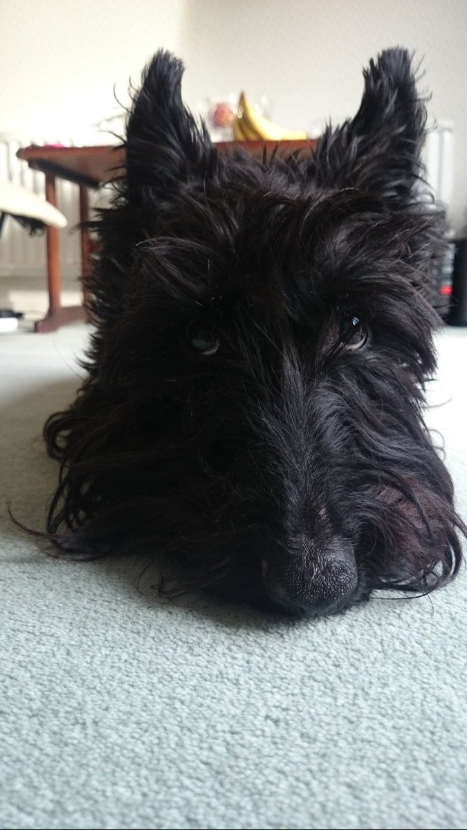 Remembering the most hansom hunk that ever graced Twitter. The one and only Alfinator - Alfie. The George Clooney of furs! *sighs*
<a href="/sjchocaholic/">Ted, George & Angel Alfie❤</a> 
#flybyfriday