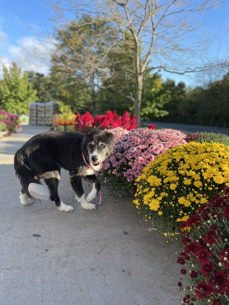 renee wood (@rwoodsgh) on Twitter photo Early morning flower inspection in Mansfield. Drue approves! <a href="/ChristineTHD/">Christine Sweeney</a> <a href="/JennNJM/">Jenn Hardy</a> <a href="/nyyroro/">Ro Rodriguez</a> Early morning flower inspection in Mansfield. Drue approves! <a href="/ChristineTHD/">Christine Sweeney</a> <a href="/JennNJM/">Jenn Hardy</a> <a href="/nyyroro/">Ro Rodriguez</a>
