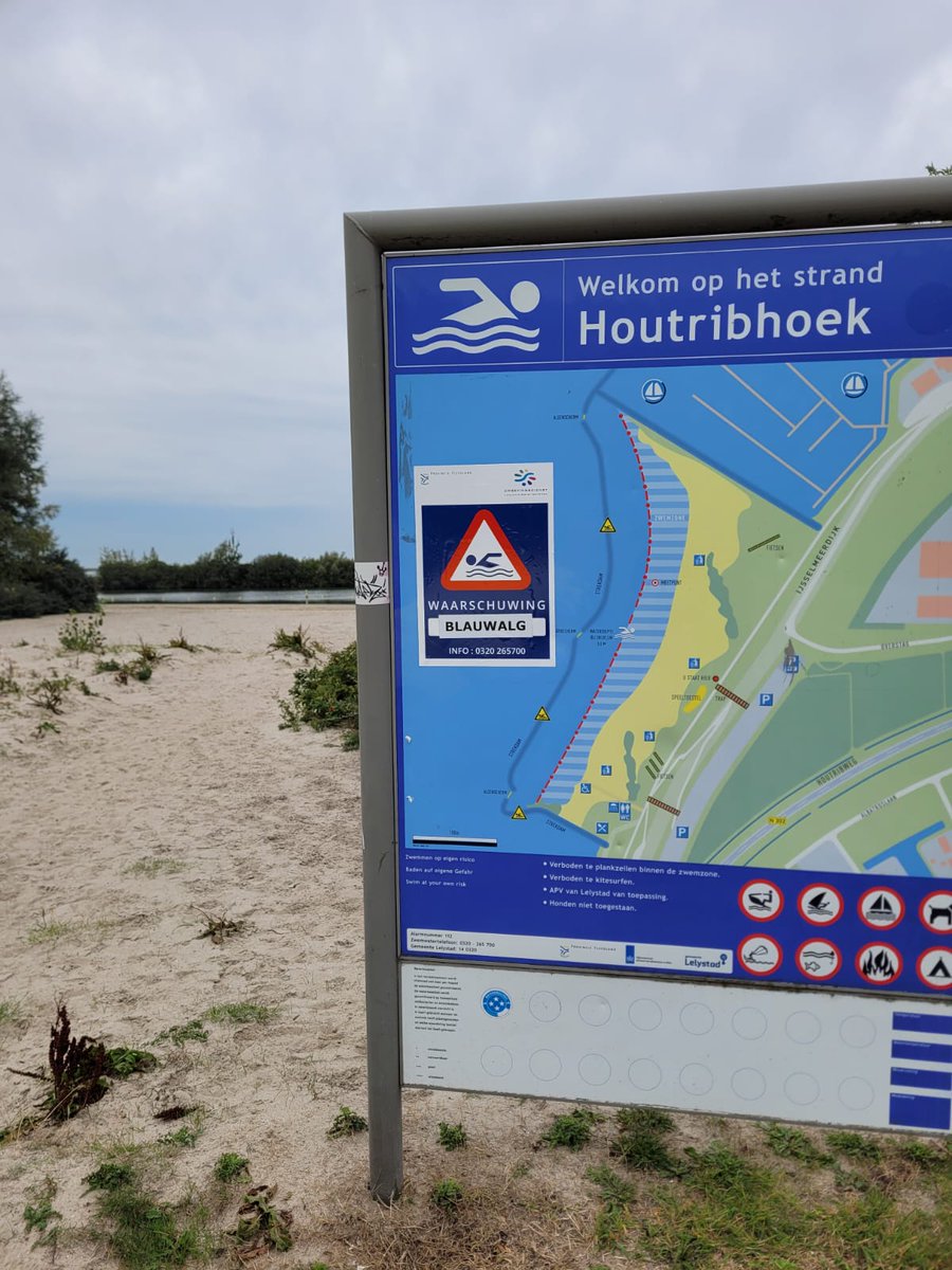Er geldt vanaf vandaag (23 september) een negatief zwemadvies voor Houtribhoek (Lelystad). Meer informatie: ofgv.nl/nieuws/@1774/w…

#blauwalg #lelystad #negatiefzwemadvies