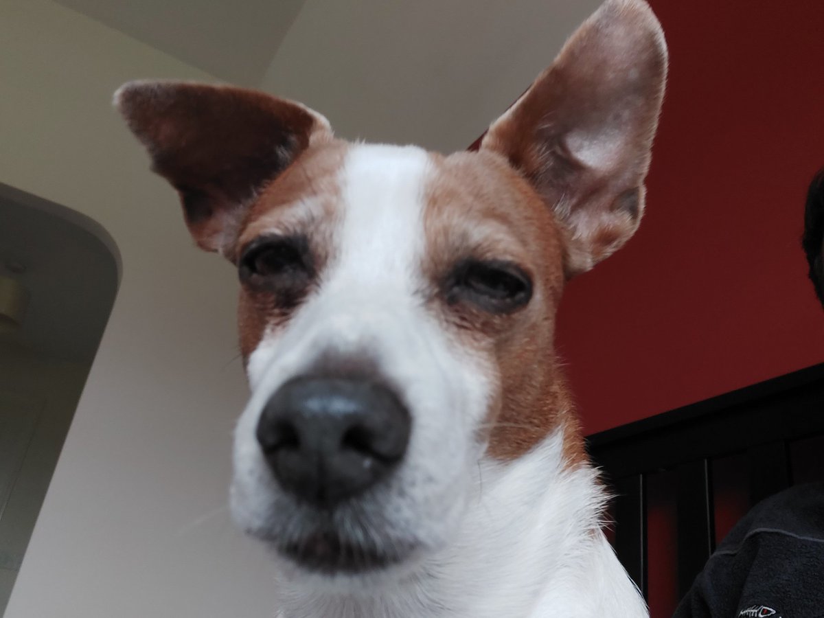 hughjconsulting's tweet photo. Freya knows that if you give the big dogs all of the treats, the small dogs don't get a look in

#TrickleDownDoesNotWork
#TrickleDownIsNotFair https://t.co/00b0mVeqtO