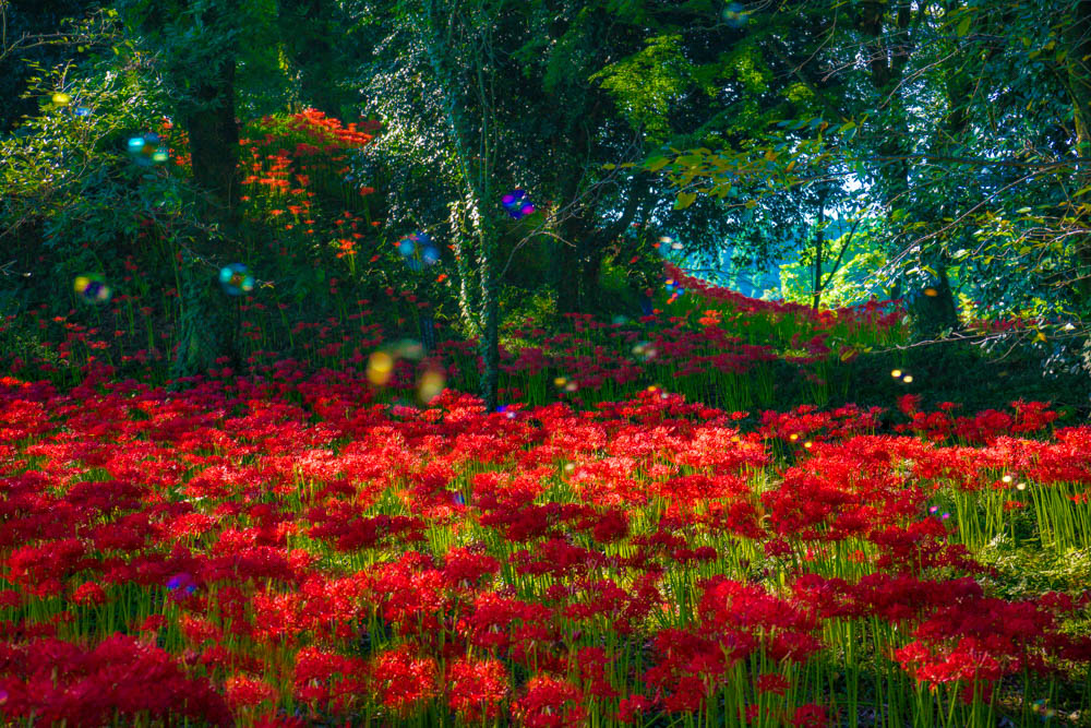 七ツ森古墳群 
同じ場所でも雨の日と晴れの日は雰囲気が変わる。どちらが好きですか？
