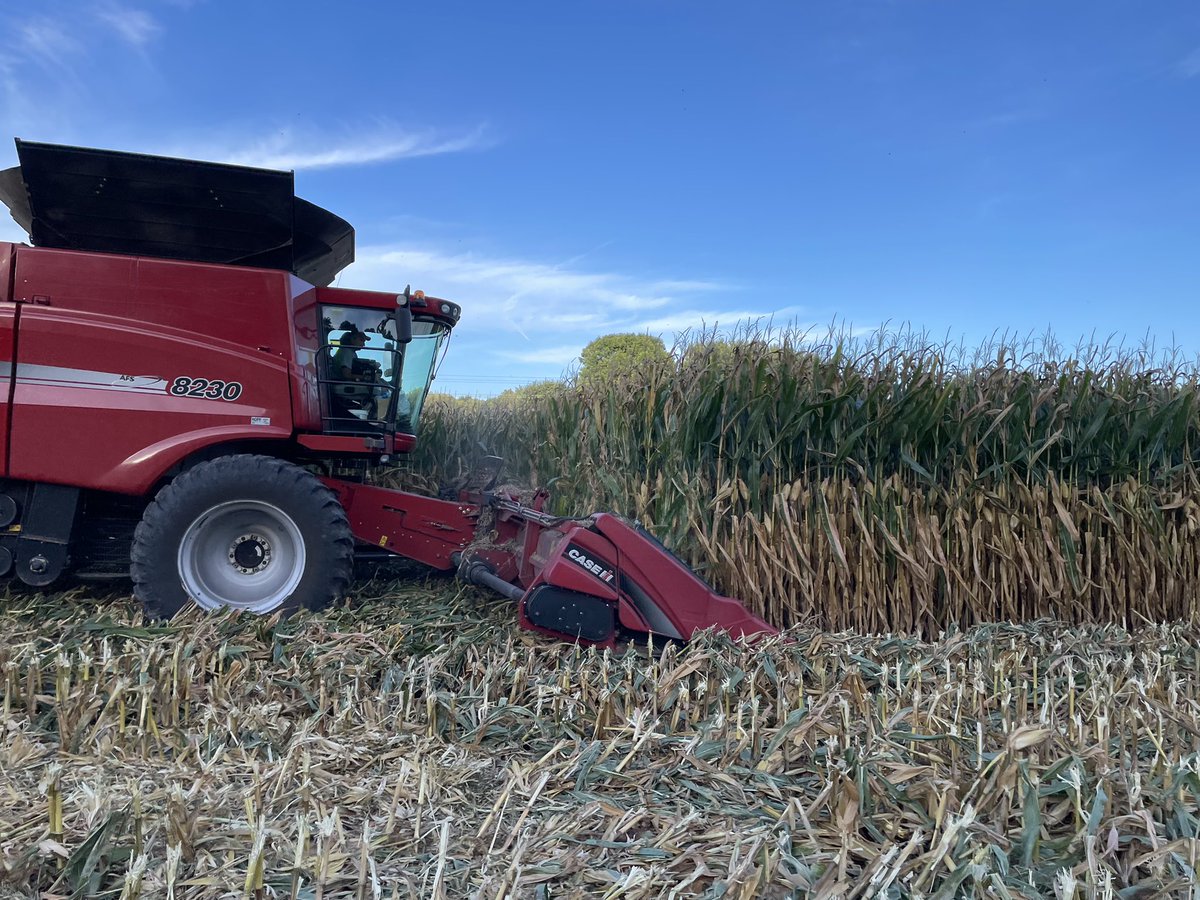 bigyieldscorn's tweet photo. Running some #dekalb6599
@Asgrow_DEKALB
@Case_IH
@MACC4Yield
@LiveToFarm
@CopperheadAg
@montysplantfood
@ConceptAgriTek https://t.co/MOMZ0VJQWL