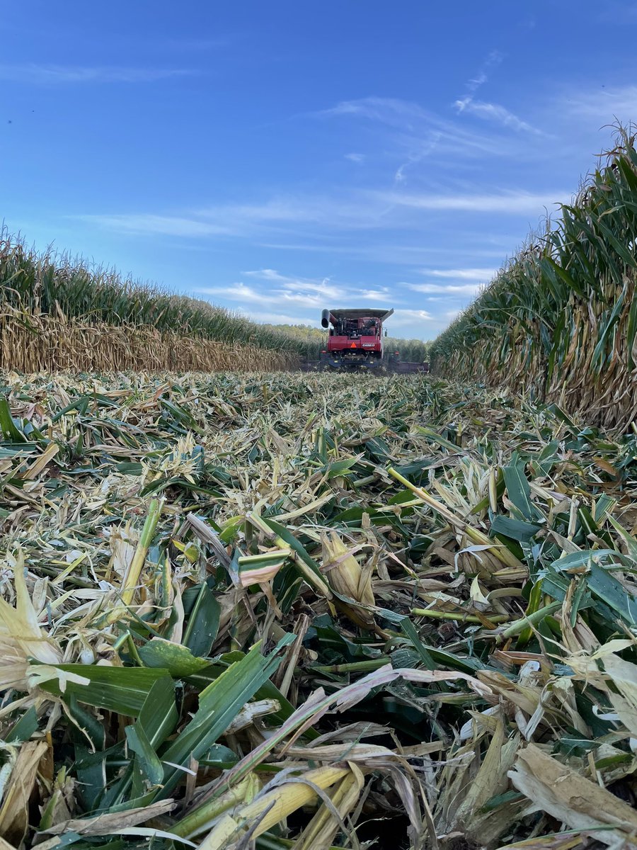 bigyieldscorn's tweet photo. Running some #dekalb6599
@Asgrow_DEKALB
@Case_IH
@MACC4Yield
@LiveToFarm
@CopperheadAg
@montysplantfood
@ConceptAgriTek https://t.co/MOMZ0VJQWL